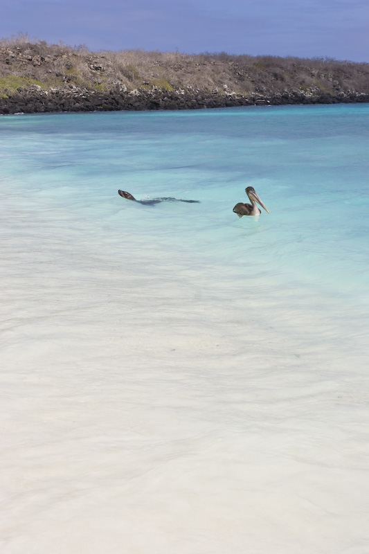 Galápagos Sealion And Brown Pelican In Surf